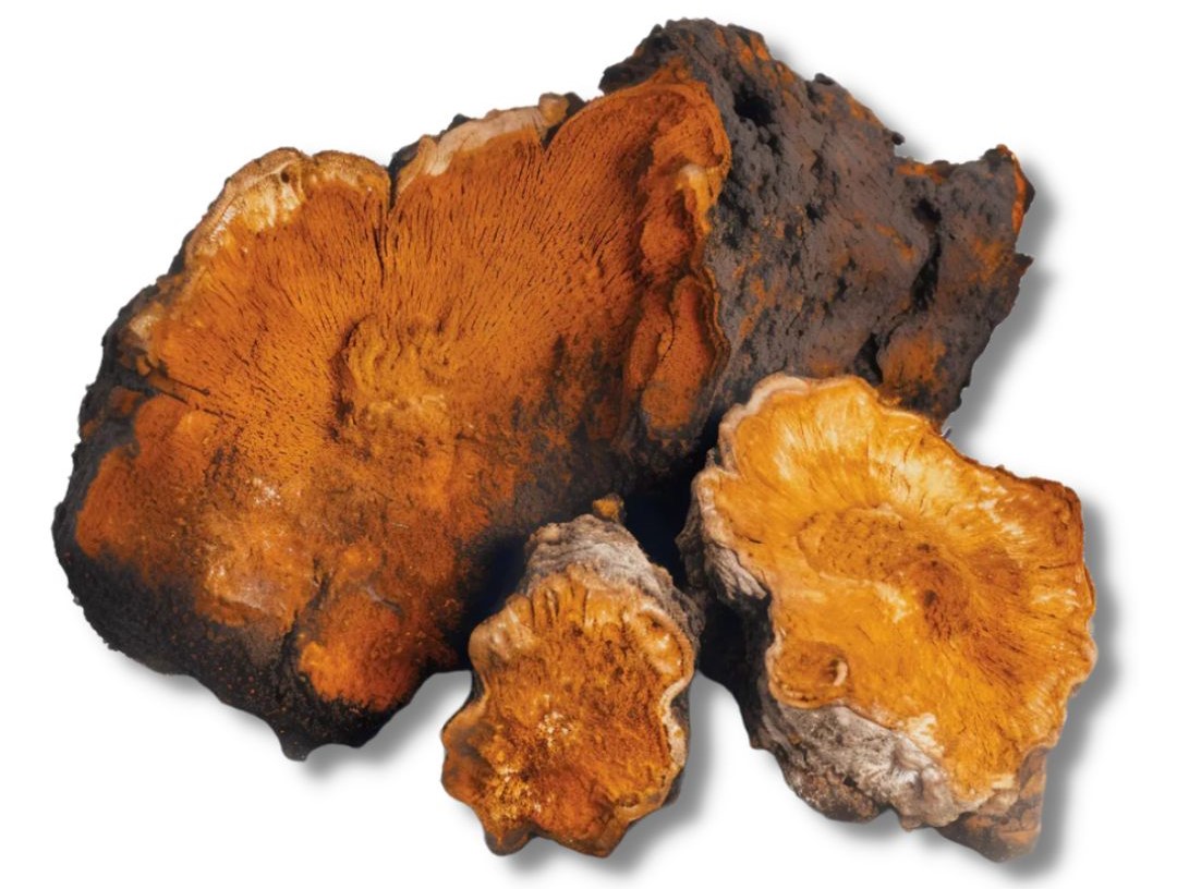 chaga caps (2)_1